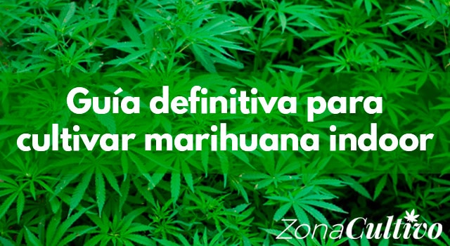 Guía definitiva para cultivar Marihuana en casa